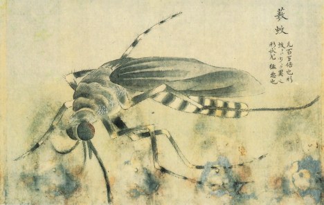 mosquito_Japan